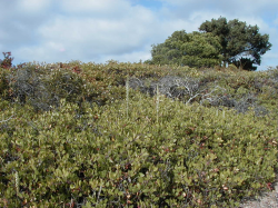 Piperia yadonii habitat in maritime chaparral. 